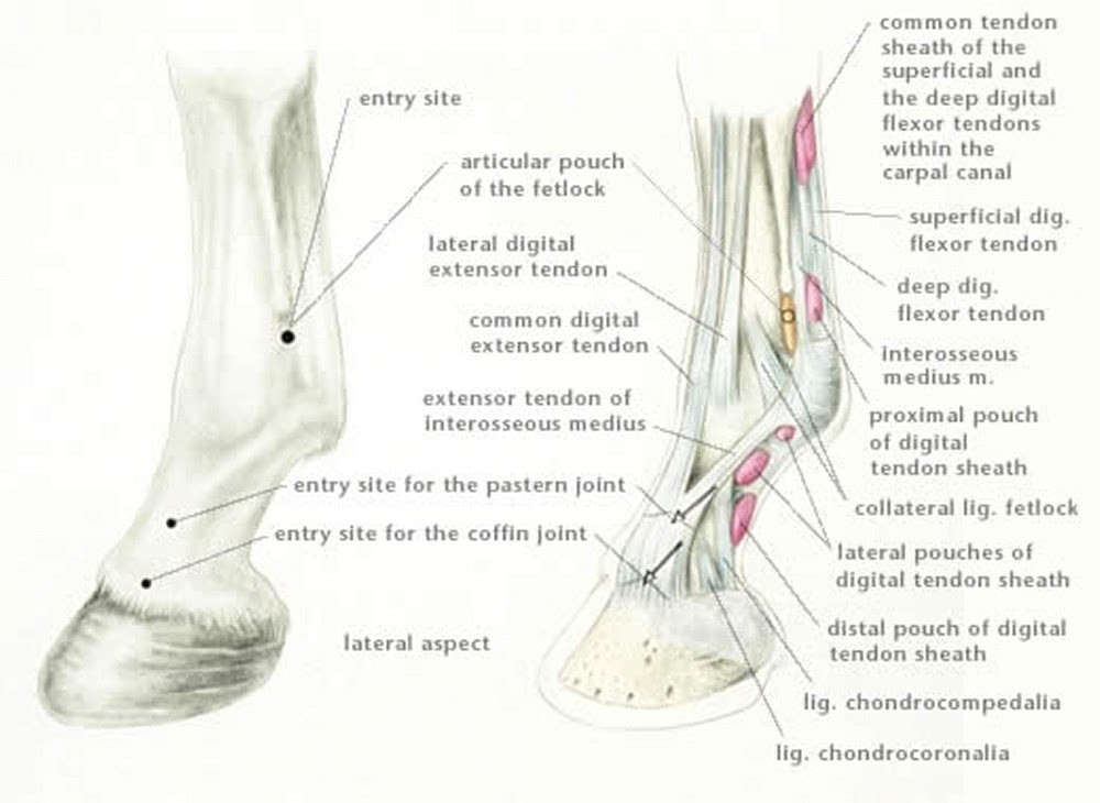 Equine Lameness Investigation